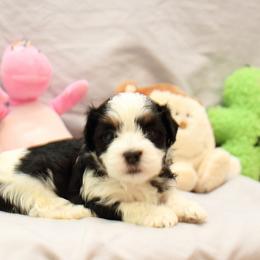 AKC Male 2 - Black and white male Havanese puppy in South Carolina from Premier Havanese Dogs