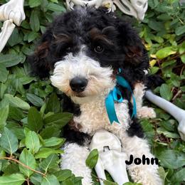 John - Trained - Fully vaccinated. - Tri-color male Bernedoodle puppy in Herriman, Utah from Gypsi Doodles & Poodles LLC.