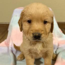 Brown collar boy - Golden male Golden Retriever puppy in Monticello, Iowa from Ashley’s Puppies