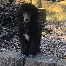 Poodle Puppies from Birch Creek Standard Poodles