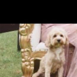 Cockapoo Puppies from Southern Posh Doodles