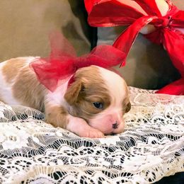 Cavalier King Charles Spaniel Puppies from Amber Field Cavaliers