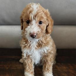 Jett - Brown and white female Bernedoodle puppy in Midlothian, Texas from DoodlesOjoy