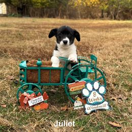 Juliet - Black and white female Cardigan Welsh Corgi puppy in Cumby, Texas from Windmill GSD and Cardigan Welsh Corgis