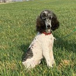 Jazz - Poodle