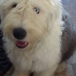 Old English Sheepdogs and Poodles from Canine Castle of Cleveland