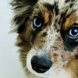Miniature American Shepherds, Miniature Australian Shepherds, and Toy Australian Shepherds from Corner Oak Aussies
