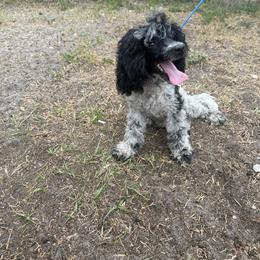 Poodle puppies from In the Name of Fluff