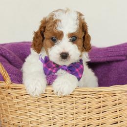 Callie - White female Cavapoo puppy in Lititz, Pennsylvania from Hounds and Doodles