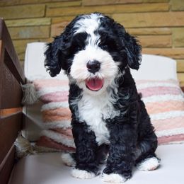 Australian Labradoodle Puppies from Australian Heritage Labradoodles