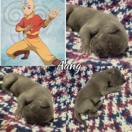 Aang - Blue male Great Dane puppy in Pollock, Louisiana from Danes Done Right