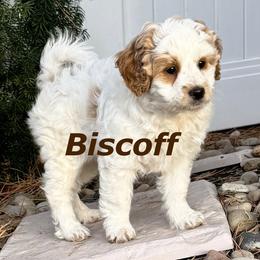 Biscoff - Parti male Goldendoodle puppy in Bountiful, Utah from Red Brick Doodles