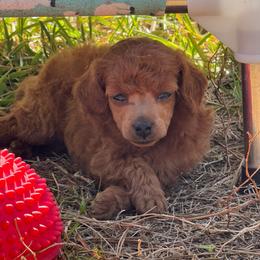Caroline - Red  female Poodle puppy in Labelle, Florida from RomLein Poodle