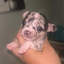 Willow - Merle female Chihuahua puppy in New Castle, Delaware from Sasha’s Elite Kennel LLC