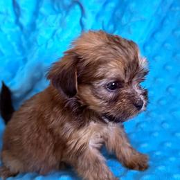 Girl 2 - Black gold and white female Shorkie puppy in Florida from Shih tzus and Shorkies Galore