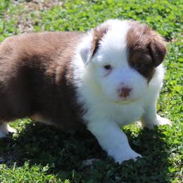 Skylar - Red tri-color female Australian Shepherd puppy in Kansas, Oklahoma from Windy G Farm