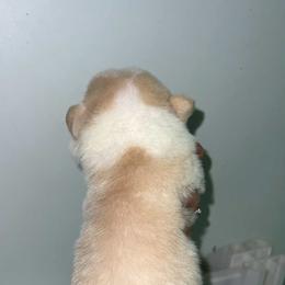 Stanley - Red and white male Cardigan Welsh Corgi puppy in Pilot, Virginia from Castle KC  (Katie's Corgis)  - VKM Farmstead
