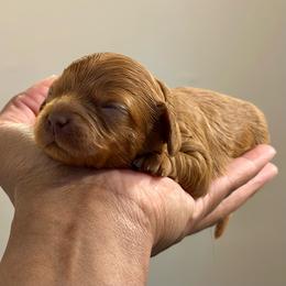 Yellow Collar - Red female Cavapoo puppy in Palm Beach County, Florida from Benji’s Cockapoos