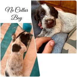 Timber - Brown and gray male Wirehaired Pointing Griffon puppy in California from Rocking S Griffons