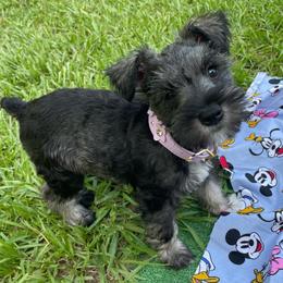 Daisy - Salt and pepper female Miniature Schnauzer puppy in Anthony, Florida from Amanda Tragash