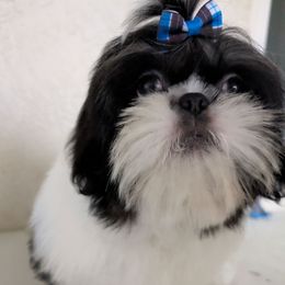 Bear - Black gold and white male Shih Tzu puppy in Merced, California from Topknot Shih Tzus
