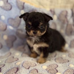 Gucci - Black and tan Chihuahua puppy in Hicksville, New York from Seaside Chihuahuas LLC