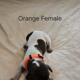German Shorthaired Pointer Puppies from Barnes GSPs