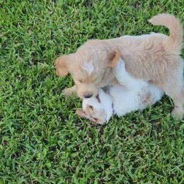 Goldendoodle Puppies from Costa's Curly Canines