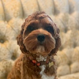 Truvy - Cavapoo