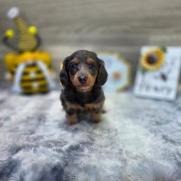 Simba - Gray (blue) and tan male Dachshund puppy in Indianapolis, Indiana from Homegrown Hoosier Kennels