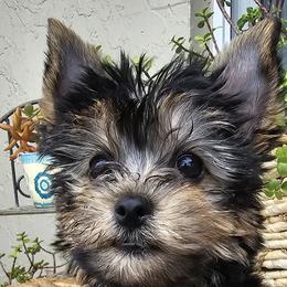 Yorkshire Terriers from Yorkiefamily