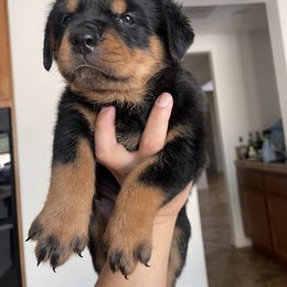 Rottweiler Puppies from GrowlHausRotts