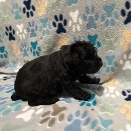 Clover - Black female Bouvier des Flandres puppy in Wellington, Colorado from Blood Family Frenchies and Bouvs