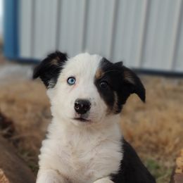 Border Collie Puppies from Bond Border Collies