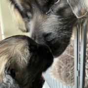 Leonberger Puppies from Sinnsro Leonbergers