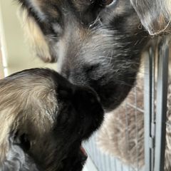 Leonberger Puppies from Sinnsro Leonbergers