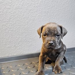 Boy 2 - Black male Cane Corso puppy in Lewisville, Denton County, Texas from Trained to go Corso Kennels (T.T.G. Corso Kennels)