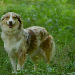Bella - Miniature Australian Shepherd