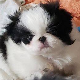 Patch - Black and white female Japanese Chin puppy in Laureldale, Pennsylvania from Wyndgate Japanese Chin
