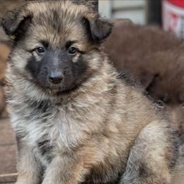 Ratite - Sable female German Shepherd puppy in Olean, New York from F&B Kennels