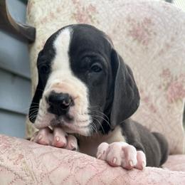 Roux - Mantle male Great Dane puppy in Cadillac, Michigan from Garrow Danes House of Blues