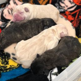 French Bulldog and Nova Scotia Duck Tolling Retriever Puppies from Folklore Den