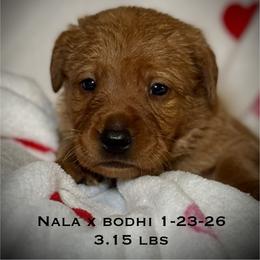Male 3rd pick CO - Yellow male Labrador Retriever puppy in Portland, Tennessee from Whiskey Ridge Retrievers