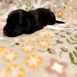 Venus - Wild boar female Dachshund puppy in Nampa, Idaho from 208 Wiener Wiggle Butts LLC