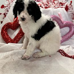Arrow - Parti Poodle puppy in New Kensington, Pennsylvania from Happy puppy tails