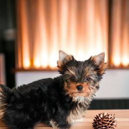 Yorkshire Terrier Puppies from Essence of Grace Yorkies