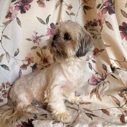 Minks - Cream and white female Shih Tzu puppy in Vinemont, Alabama from Puppy Pals