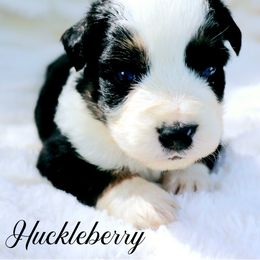 Huckleberry - Black tri male Miniature Australian Shepherd puppy in Ennis, Texas from God’s Little Aussies