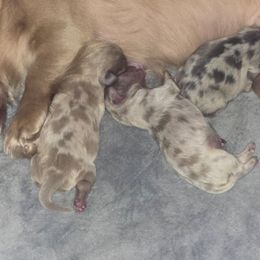 Girl 1 - Cream female Dachshund puppy in Port Charlotte, Florida from Vicki's Dachshund Crossing
