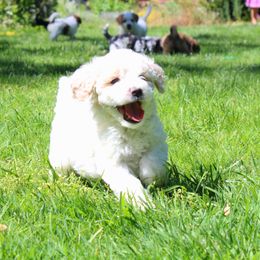 Collie, Goldendoodle, Havapoo, and Labradoodle Puppies from Oregon Valley Pups